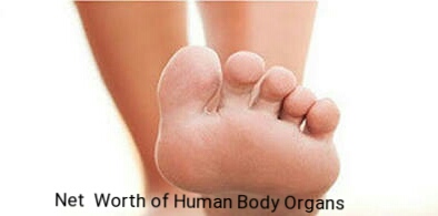 Net Worth OF Human Body Organs 